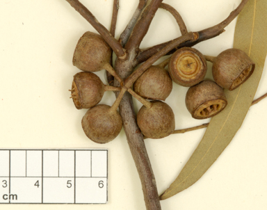 APII jpeg image of Eucalyptus beardiana  © contact APII