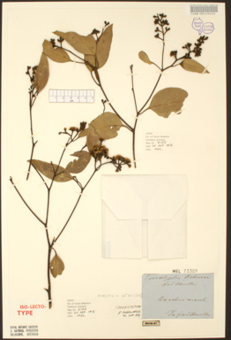 APII jpeg image of Eucalyptus behriana  © contact APII