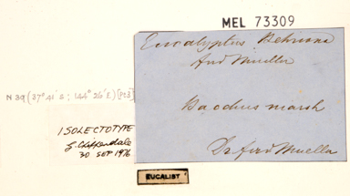 APII jpeg image of Eucalyptus behriana  © contact APII