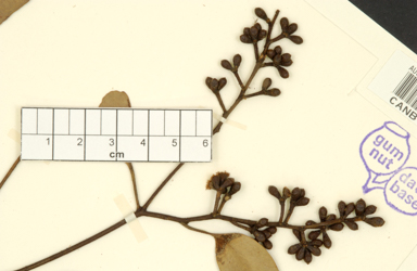 APII jpeg image of Eucalyptus behriana  © contact APII