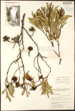 APII jpeg image of Eucalyptus bennettiae subsp.  © contact APII