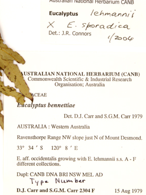 APII jpeg image of Eucalyptus bennettiae subsp.  © contact APII