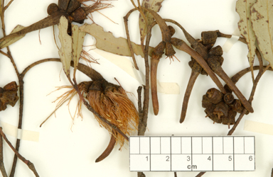 APII jpeg image of Eucalyptus bennettiae subsp.  © contact APII