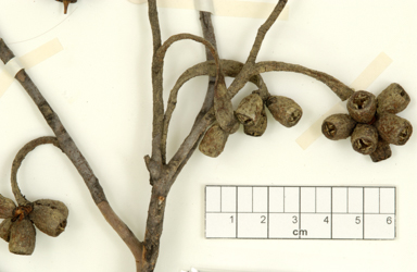 APII jpeg image of Eucalyptus bennettiae subsp.  © contact APII