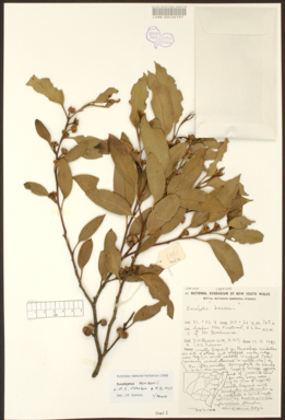 APII jpeg image of Eucalyptus bensonii  © contact APII