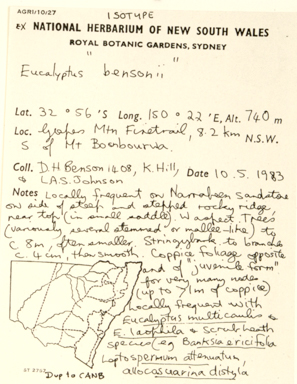 APII jpeg image of Eucalyptus bensonii  © contact APII