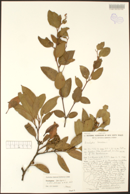 APII jpeg image of Eucalyptus bensonii  © contact APII