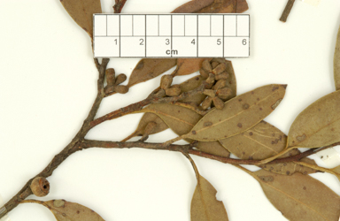 APII jpeg image of Eucalyptus bensonii  © contact APII