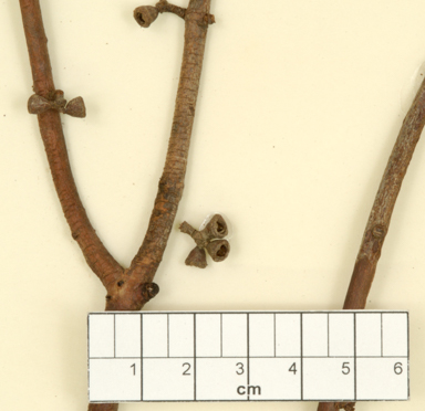 APII jpeg image of Eucalyptus dorrigoensis  © contact APII