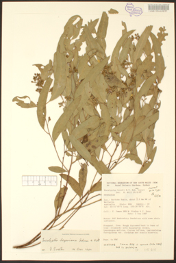 APII jpeg image of Eucalyptus beyeriana  © contact APII