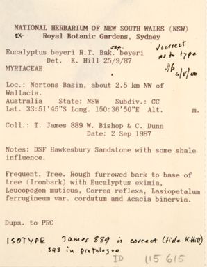 APII jpeg image of Eucalyptus beyeriana  © contact APII