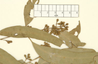 APII jpeg image of Eucalyptus beyeriana  © contact APII