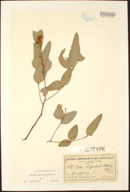 APII jpeg image of Eucalyptus bipileata  © contact APII