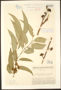APII jpeg image of Eucalyptus punctata  © contact APII