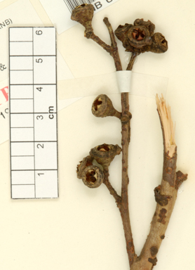 APII jpeg image of Eucalyptus punctata  © contact APII