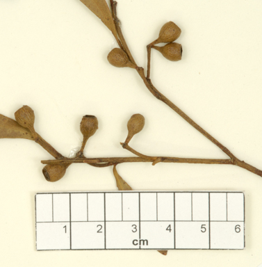 APII jpeg image of Eucalyptus blackburniana  © contact APII