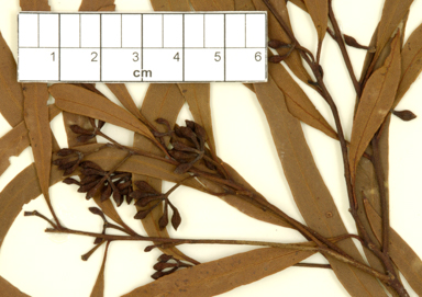 APII jpeg image of Eucalyptus blackburniana  © contact APII