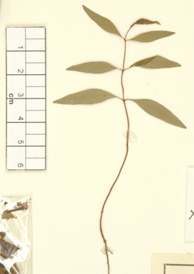 APII jpeg image of Eucalyptus blackburniana  © contact APII