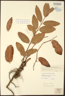 APII jpeg image of Corymbia greeniana  © contact APII