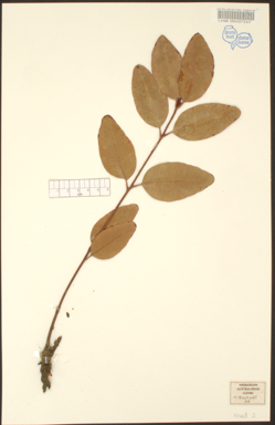 APII jpeg image of Corymbia greeniana  © contact APII