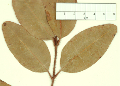 APII jpeg image of Corymbia greeniana  © contact APII