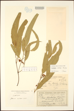 APII jpeg image of Eucalyptus blakelyi  © contact APII