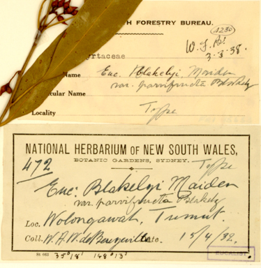 APII jpeg image of Eucalyptus blakelyi  © contact APII