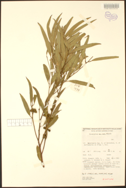 APII jpeg image of Eucalyptus blaxellii  © contact APII