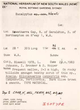 APII jpeg image of Eucalyptus blaxellii  © contact APII