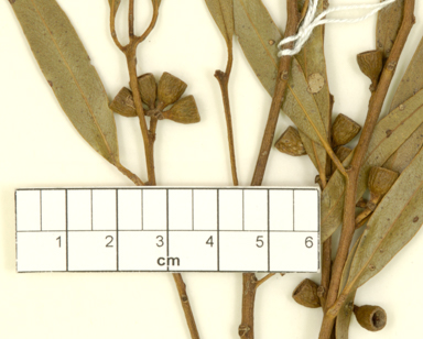 APII jpeg image of Eucalyptus blaxellii  © contact APII