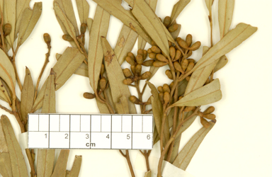 APII jpeg image of Eucalyptus blaxellii  © contact APII