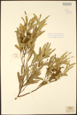 APII jpeg image of Eucalyptus blaxellii  © contact APII