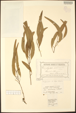 APII jpeg image of Eucalyptus bosistoana  © contact APII