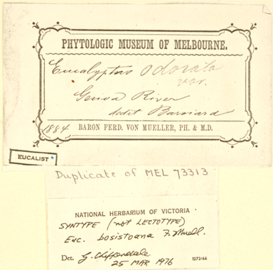 APII jpeg image of Eucalyptus bosistoana  © contact APII