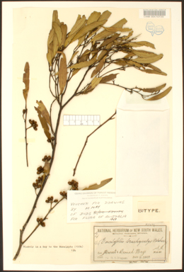 APII jpeg image of Eucalyptus brachycalyx  © contact APII