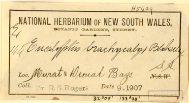 APII jpeg image of Eucalyptus brachycalyx  © contact APII