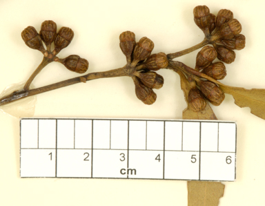 APII jpeg image of Eucalyptus brachycalyx  © contact APII