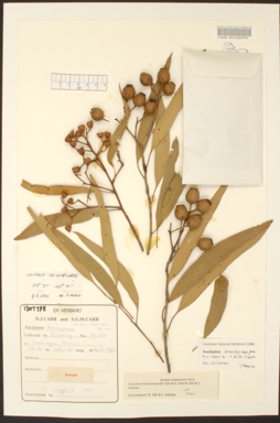 APII jpeg image of Corymbia brachycarpa  © contact APII