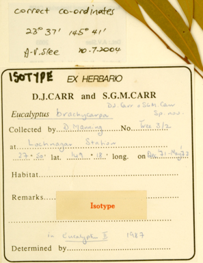 APII jpeg image of Corymbia brachycarpa  © contact APII