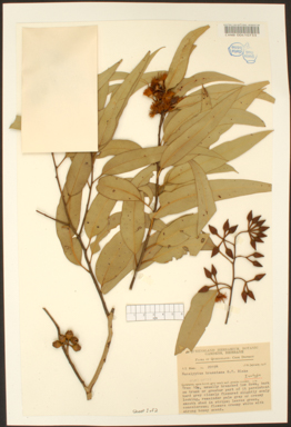 APII jpeg image of Eucalyptus brassiana  © contact APII