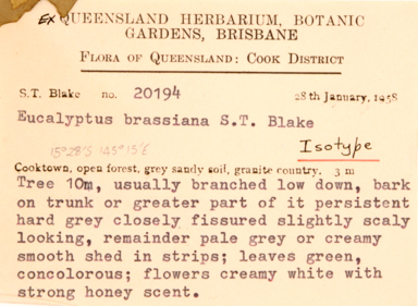APII jpeg image of Eucalyptus brassiana  © contact APII