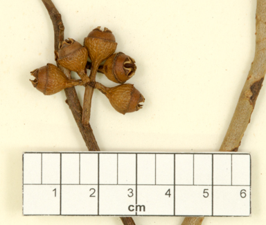 APII jpeg image of Eucalyptus brassiana  © contact APII