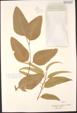 APII jpeg image of Eucalyptus brassiana  © contact APII