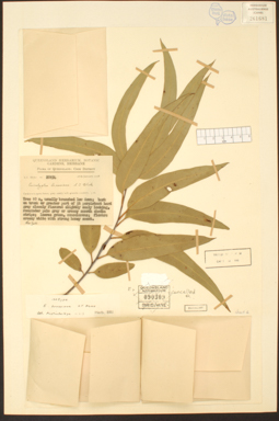 APII jpeg image of Eucalyptus brassiana  © contact APII