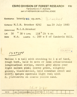 APII jpeg image of Eucalyptus brevipes  © contact APII