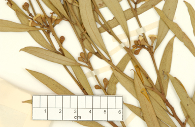 APII jpeg image of Eucalyptus brevipes  © contact APII