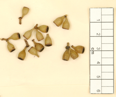 APII jpeg image of Eucalyptus brevipes  © contact APII