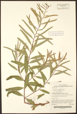 APII jpeg image of Eucalyptus brevipes  © contact APII