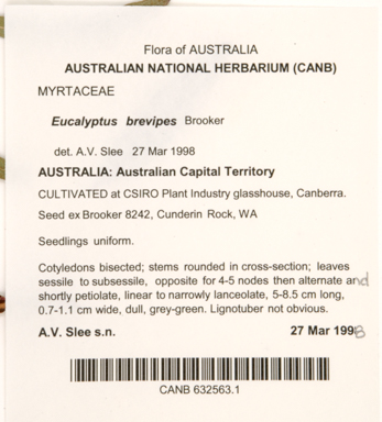 APII jpeg image of Eucalyptus brevipes  © contact APII