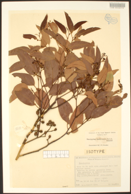 APII jpeg image of Eucalyptus brevistylis  © contact APII